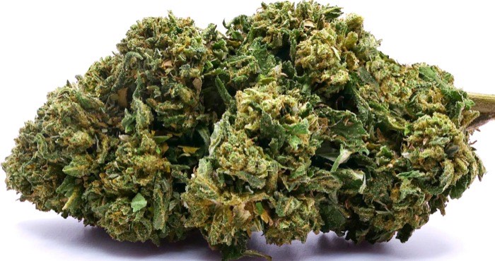 Échantillon de fleur de CBD