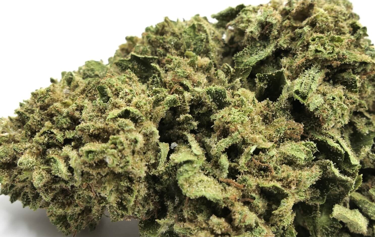 PINEAPPLE - FLEUR - CBD