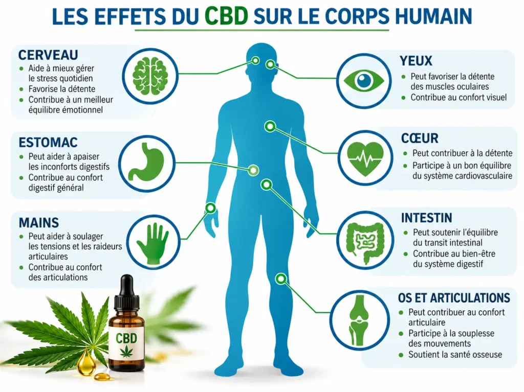 gli effetti del CBD sul corpo umano