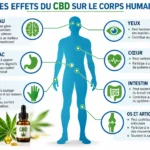 De effecten van CBD op het menselijk lichaam