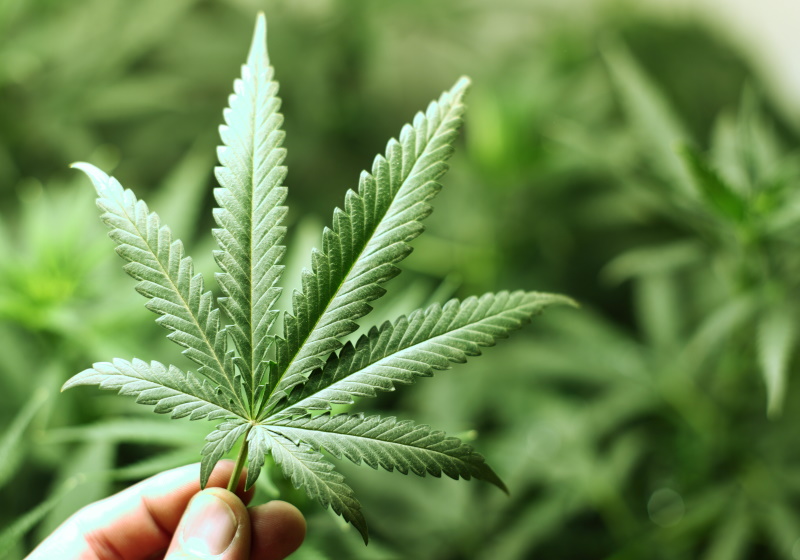 feuilles de cannabis légal