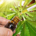 dosaggio dell'olio di cbd