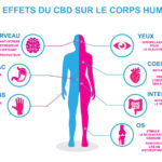 les effets du CBD sur le corps humain