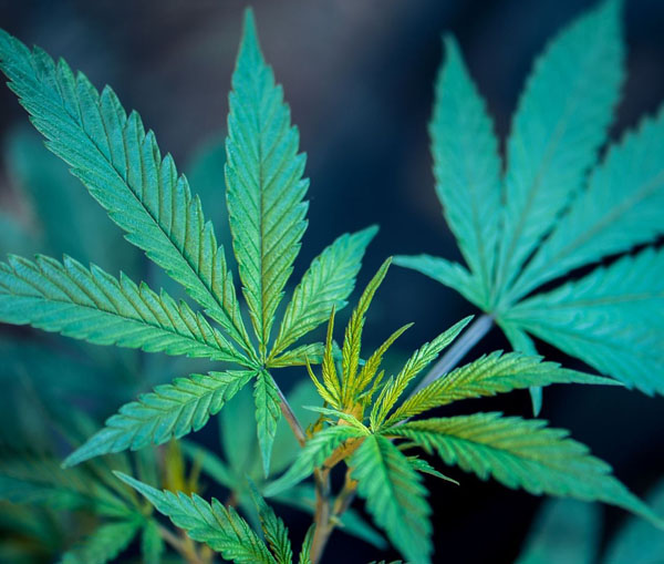 plant de CBD, plusieurs feuilles de cannabis légal