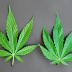 différences thd et cbd