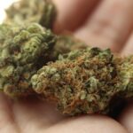 Choisir des fleurs de CBD