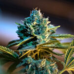 plant de cannabidiol, têtes de cbd