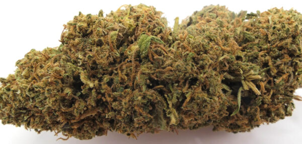 CBD-Blume tangerine dream auf weißem Hintergrund