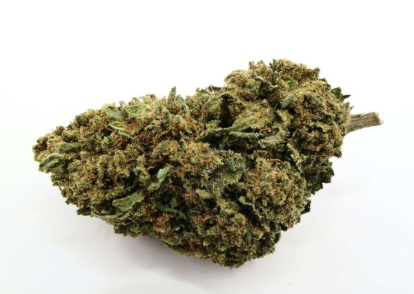 CBD super royal Haze flor sobre fondo blanco