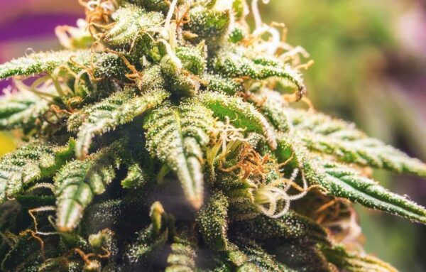 plant de cannabis légal 