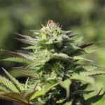 Fiori di cannabis ricoperti di terpene