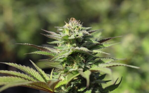 Fleurs de cannabis en floraison