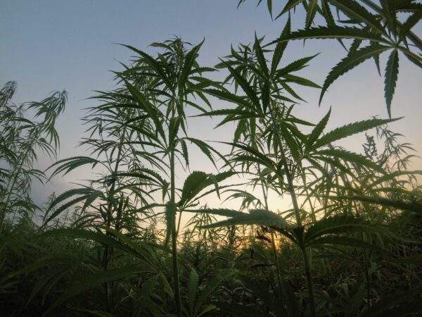 champ de cannabis