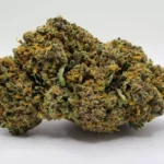 Cannabis flowers covered in terpenes