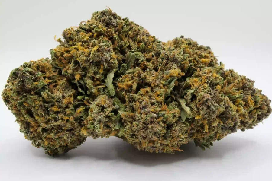 Fleurs de cannabis couverte de terpène
