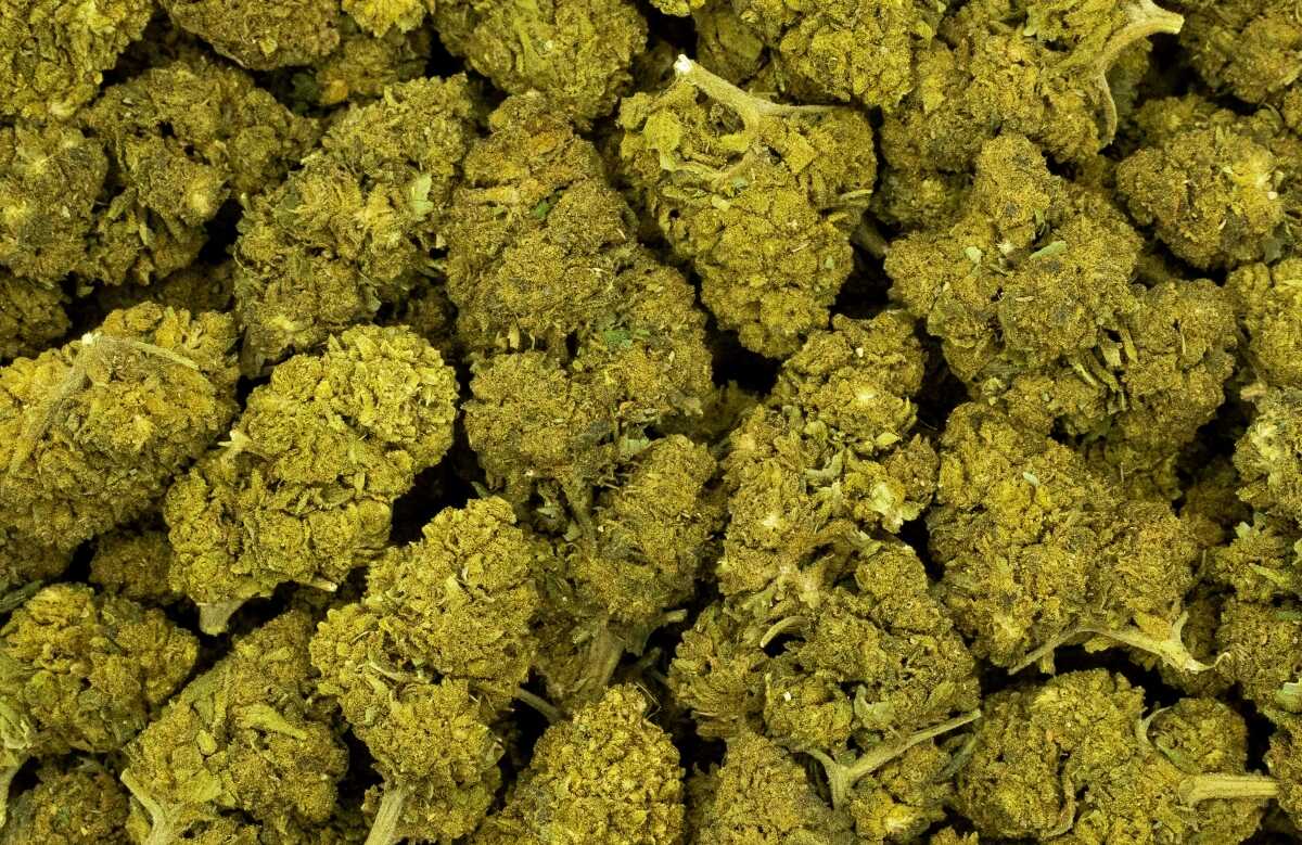 Greenkush