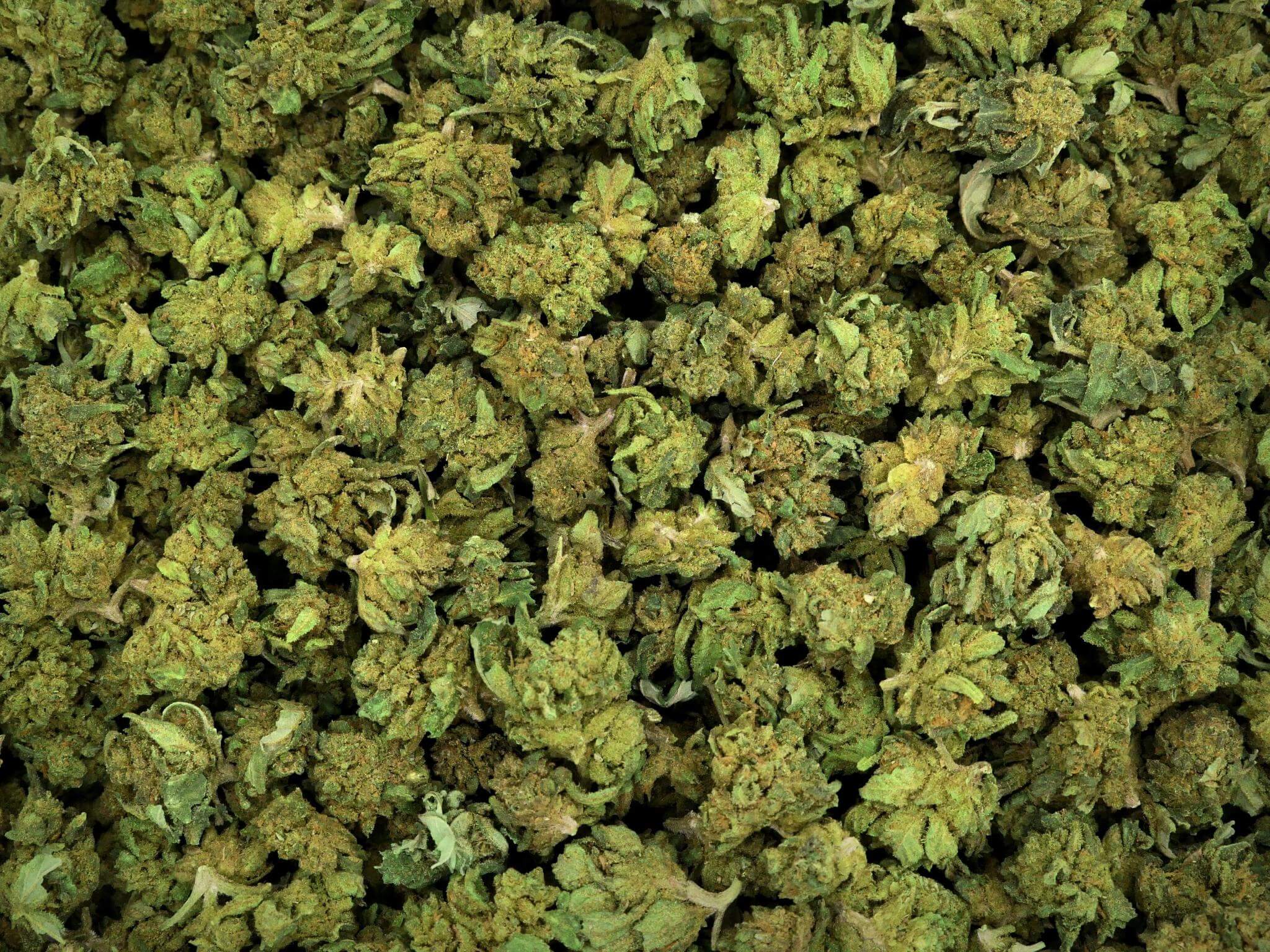 SMALL BUD EMERALD JACK FLEUR DE CBD