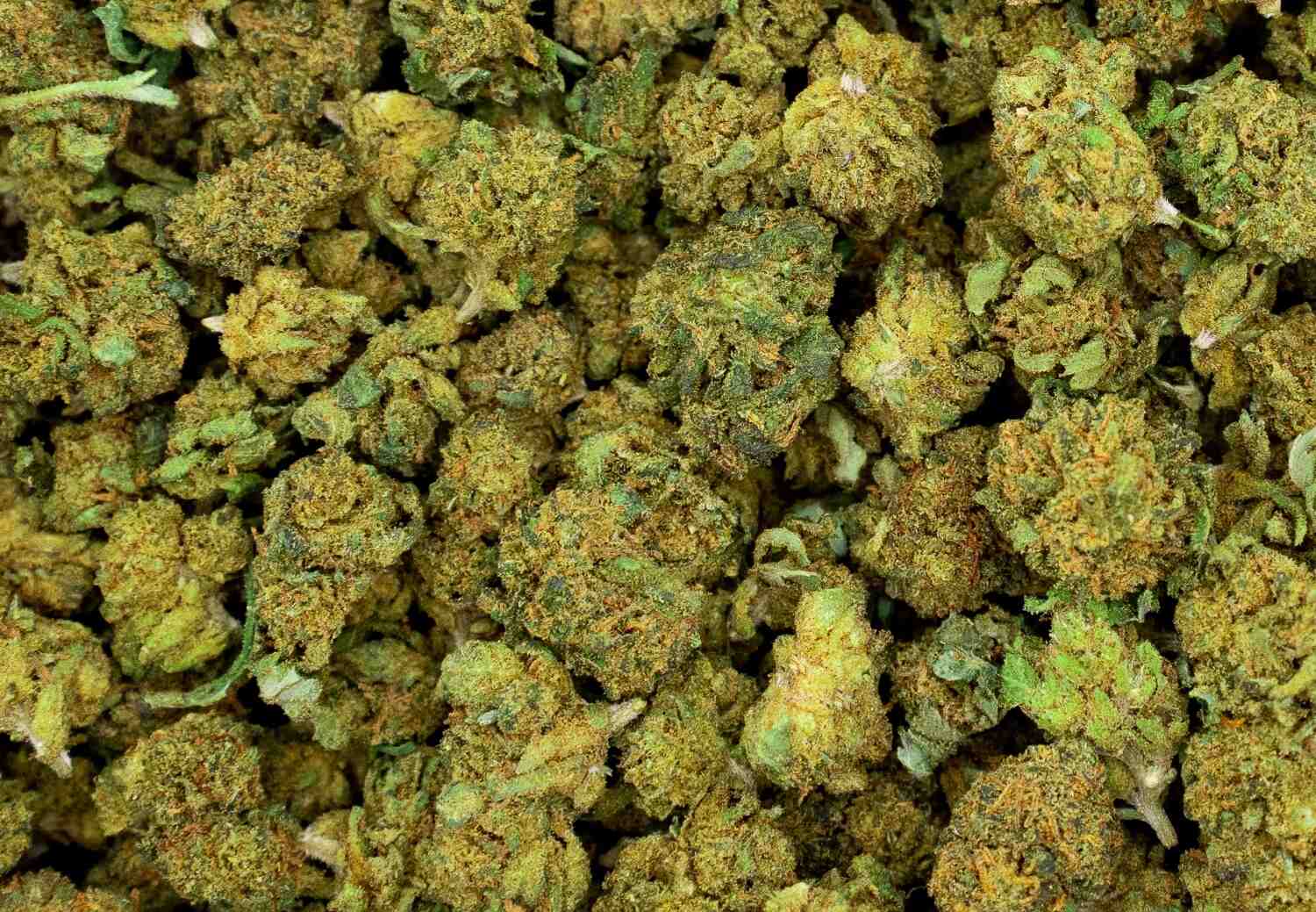 small bud berries CBD