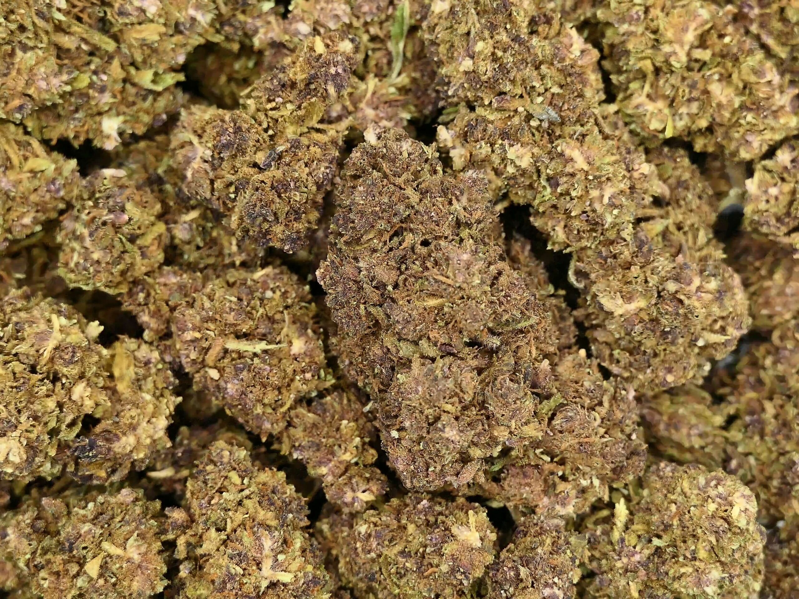 MOBY DICK FLEUR DE CBD MOBY DICK CBD-BLÜTE