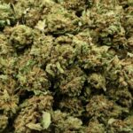 SMALL BOLACHAS BUD COSMIC