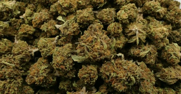 Mini buds Mango