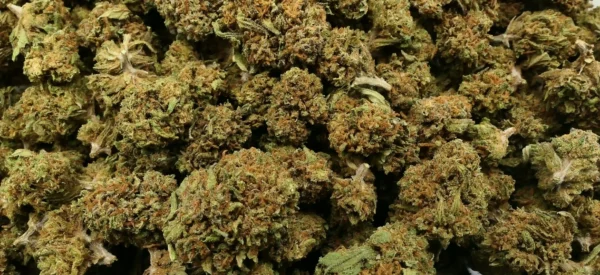 Small buds mango