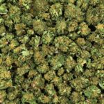 🎁 - SMALL BUD RUNTZ 2 gramm vásárlás = 1 gramm ajándék; max. 15 g)