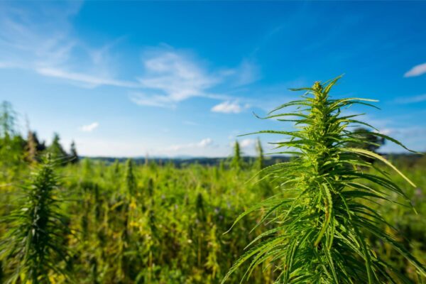 campi di cannabis