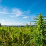 Die Geschichte von Cannabis und CBD