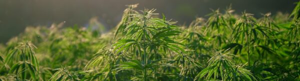 hemp cannabis plants