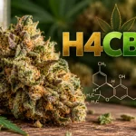 Flores H4CBD
