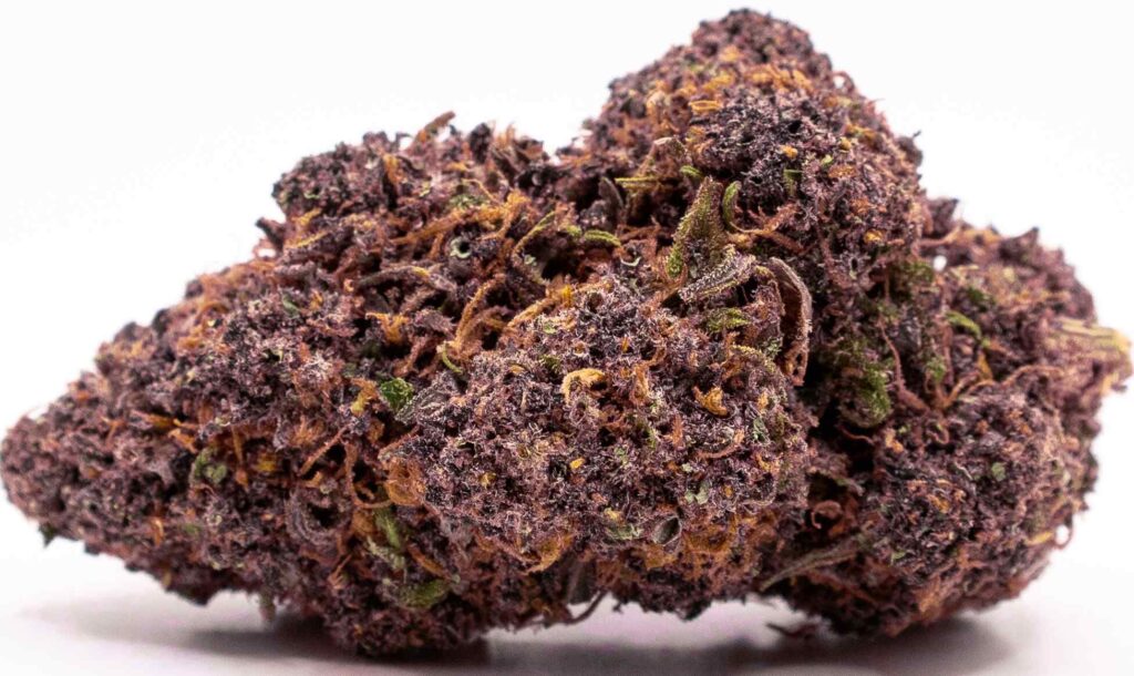 blueberry rügy