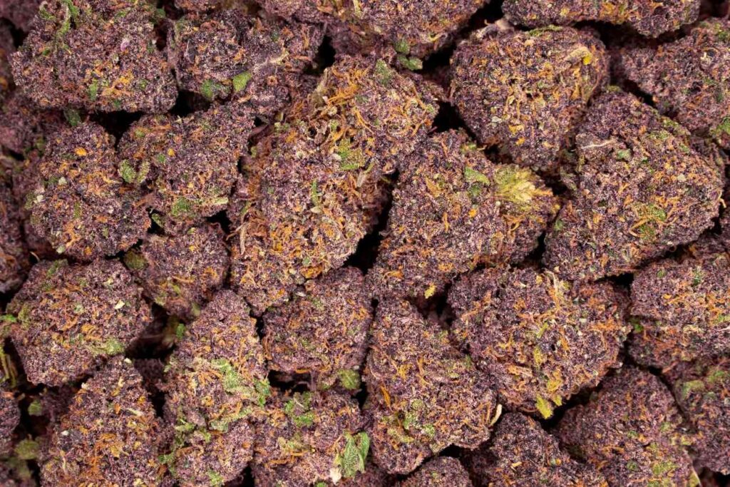 blueberry virágok