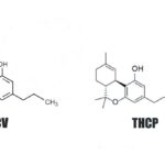 THCV THCP Moleküle