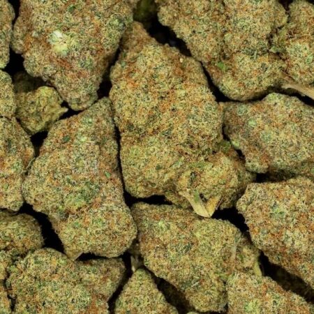 zombie kush hydroponique