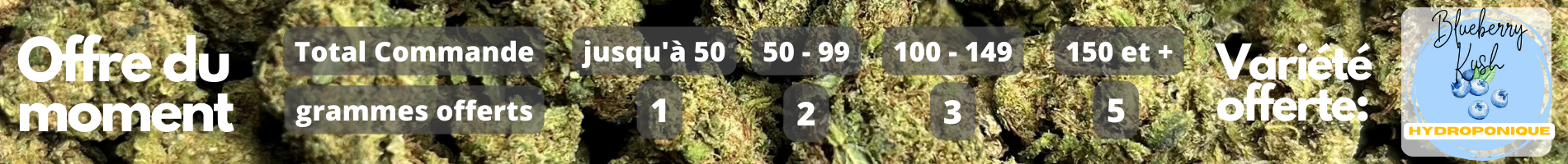 offre cadeau blueberry kush hydro