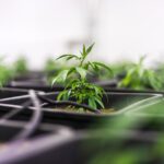 pousse de chanvre HHCPO