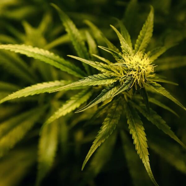 Cannabisblüten für die 420