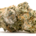 fleur de cbd moisissure