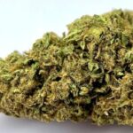 🎁 - WHITE WIDOW V3