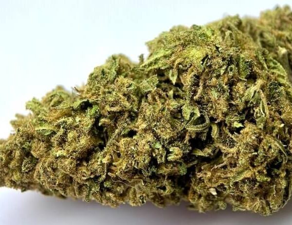 WITTE WEDUWE CBD