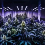 Plantas THC-jd