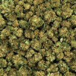 SMALL BUD SHIVA HAZE