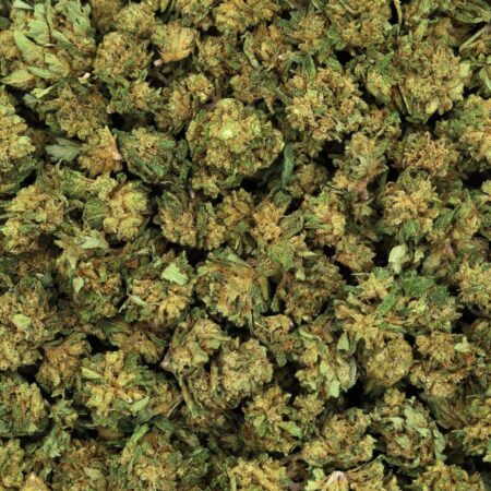 SMALL BUD SHIVA HAZE FLEUR DE CBD