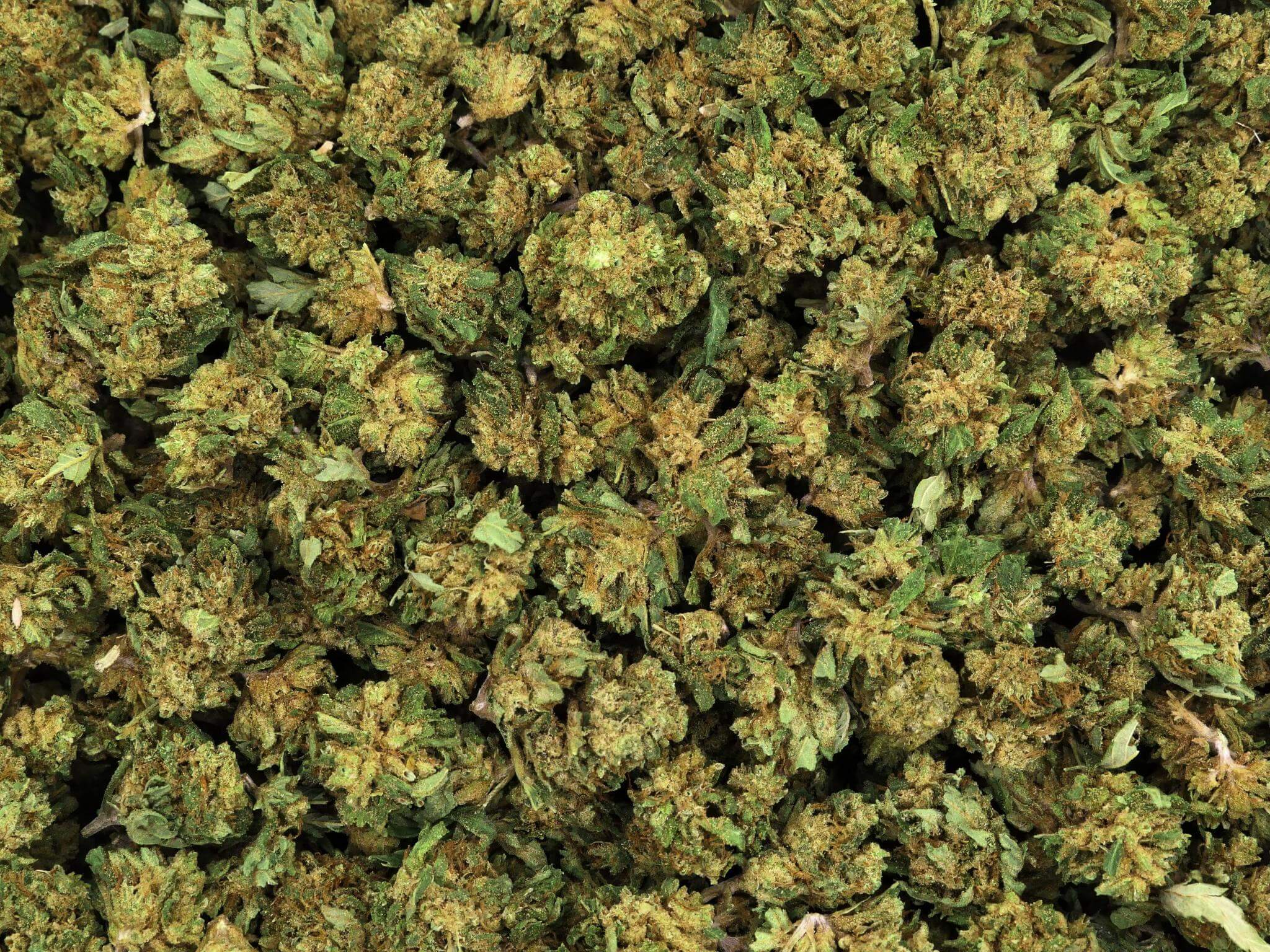 SMALL BUD SHIVA HAZE FLEUR DE CBD