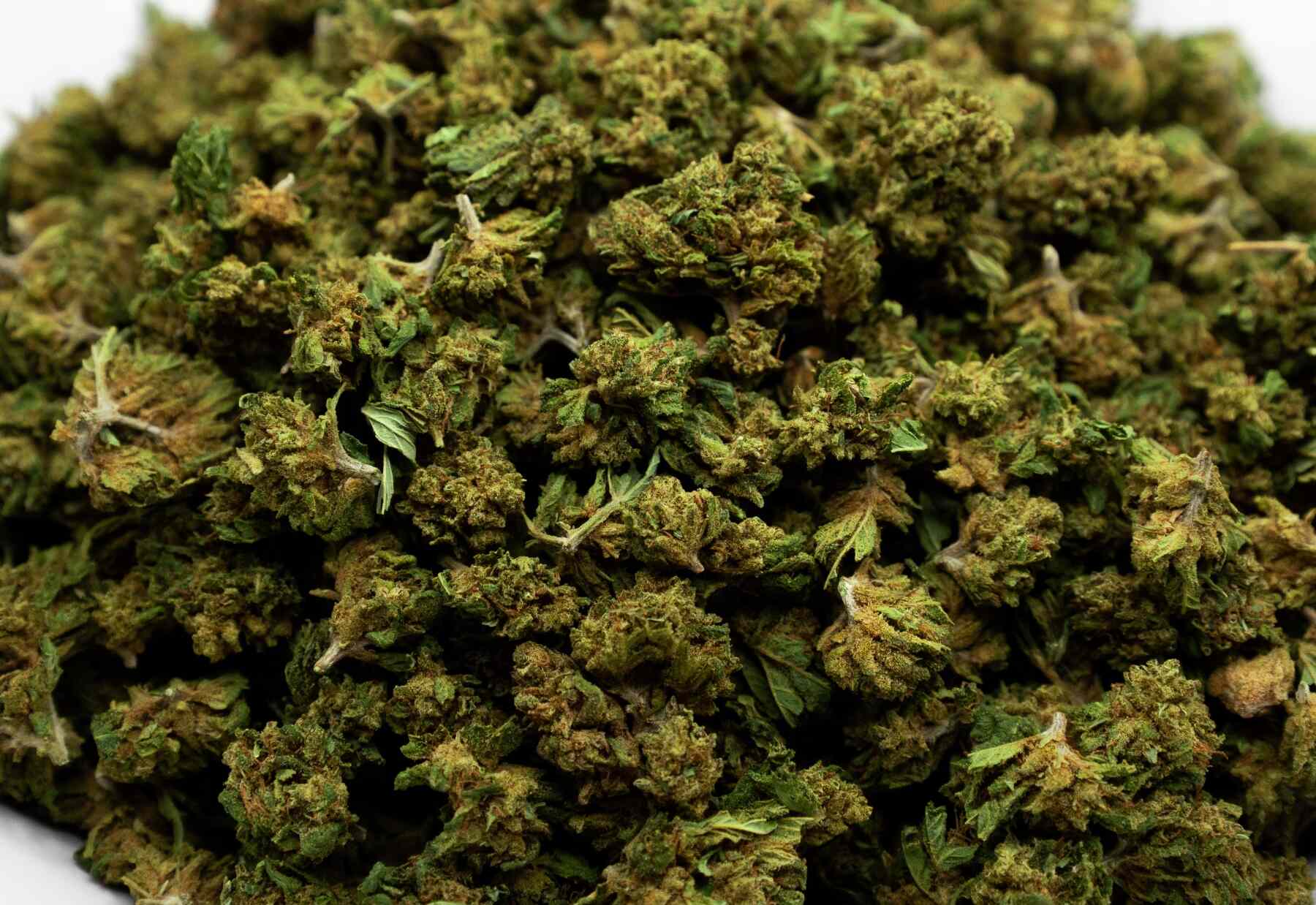 Small bud shiva haze CBD