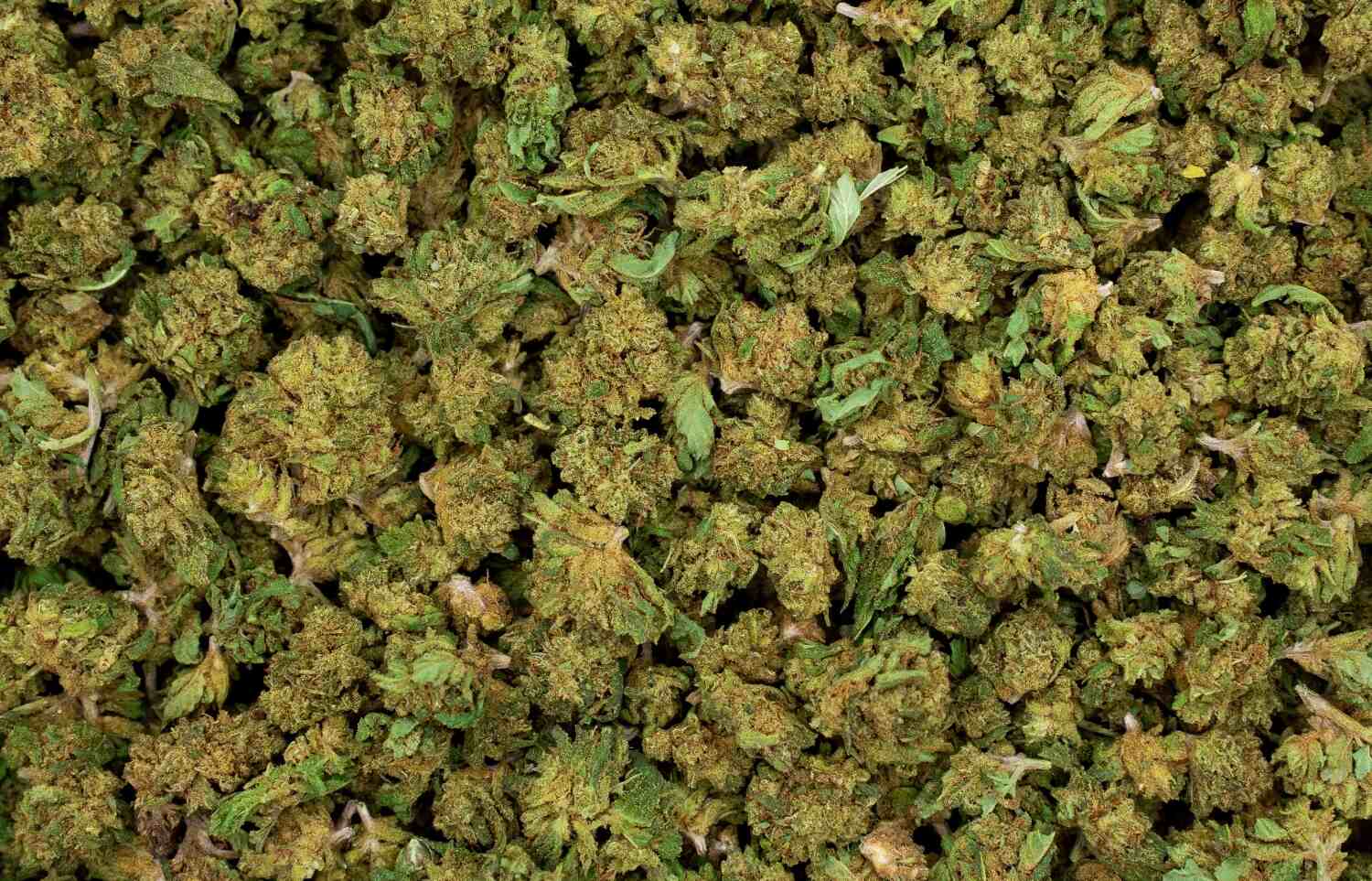 Small bud shiva haze
