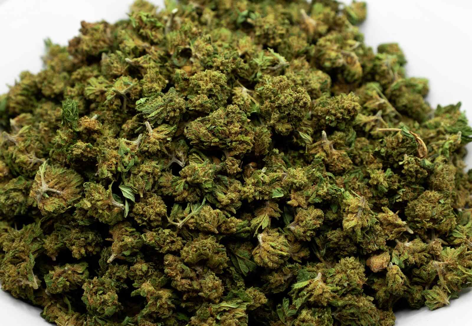 rügyek Small bud shiva haze