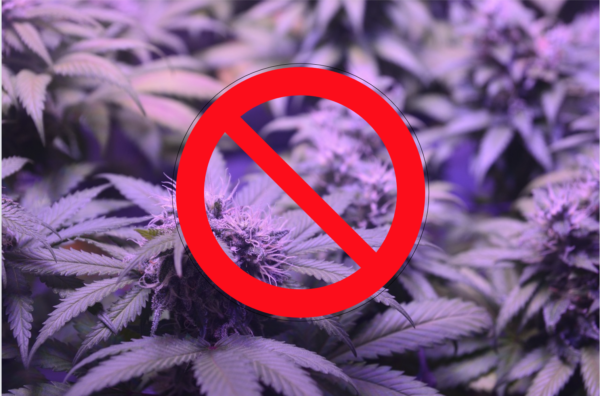 image of CBD derivative plants with the prohibited logo on them