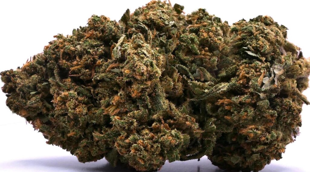G13 HAZE CBD G13 HAZE